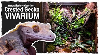 Naturalistic  Bioactive Crested Gecko Vivarium Housing Henry 20 [upl. by Ettennahs]