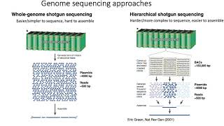 MCB 182 Lecture 23  Shotgun sequencing [upl. by Desdemona]