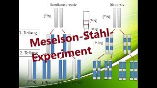 MeselsonStahlExperiment deutsch german  Biologie Oberstufe Abitur [upl. by Macnamara]