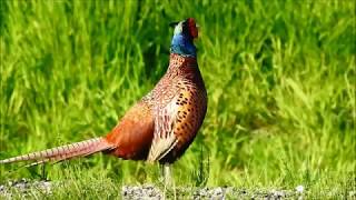 Pheasants screaming  Fazanten gillen Phasianus Colchicus [upl. by Dolph796]