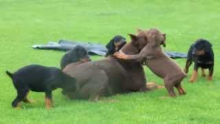 Doberman Pinscher Puppies for Sale [upl. by Ahcsim]