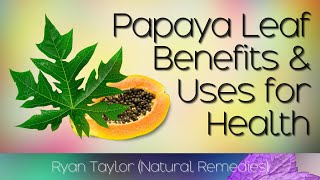 Papaya Leaves Benefits and Uses [upl. by Eybbob]