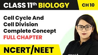 Cell Cycle amp Cell Division  Full Chapter Explanation  Phases of Cell Cycle  Class 11 Biology [upl. by Baron]