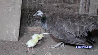 Peahen Cooing Sound Peacock Minute peafowlcom [upl. by Beane367]