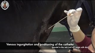 Intravenous catheter placement in the horse [upl. by Nnazil]