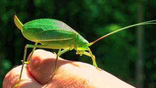 Chorus of the Katydids [upl. by Hube]