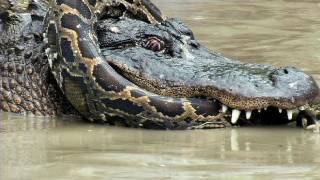 Python vs Alligator 10  Real Fight  Python attacks Alligator [upl. by Spense]