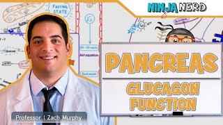 Endocrinology  Pancreas Glucagon Function [upl. by Ayamat]