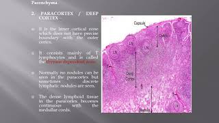 LYMPH NODE histology [upl. by Carline]