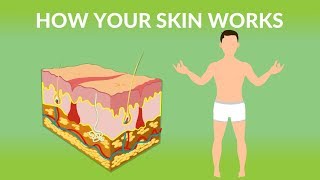 How Your Skin Works  How does the skin work Human skin Structure and Function [upl. by Ajan]