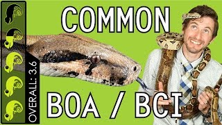 Common Boa BCI The Best Pet Snake [upl. by Euphemie]