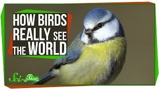 How Birds Really See the World [upl. by Kwei]