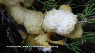 Identifying Slime Mold [upl. by Yeclehc]