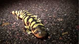 Metamorphosis Amphibian Nature Documentary [upl. by Skyla]