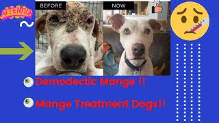 Demodectic mange  Mange treatment dogs  Dog mange treatment [upl. by Sanders305]