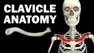 ANATOMY OF THE CLAVICLE COLLARBONE [upl. by Odrick]