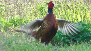 Jagdfasan auf Streifzug Phasianus colchicus [upl. by Nicholl]