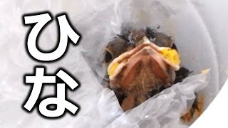 【日本野鳥の会推奨方法】巣から落ちたヒナを保護して自然に返す [upl. by Akerehs385]