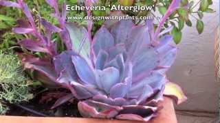 Echeveria Afterglow [upl. by Angelle975]