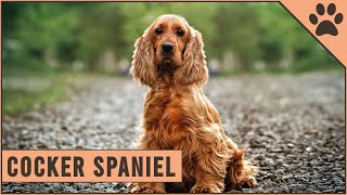 Cocker Spaniel  Dog Breed Information [upl. by Annerol786]