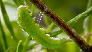 Caterpillar Cocoon Timelapse  BBC Earth [upl. by Theresina]