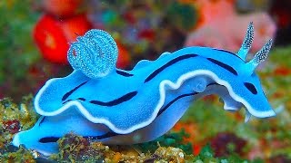 19 INCREDIBLY Colorful Sea Creatures [upl. by Hervey]