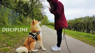 AKITA INU  Discipline  秋田犬 [upl. by Nogras]