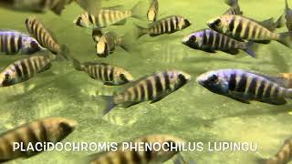 Placidochromis phenochilus LUPINGU [upl. by Carlota]