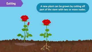 Types of Reproduction in Plants [upl. by Aelgna]