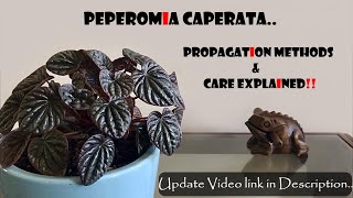 Peperomia Caperata Propagation amp Care tips [upl. by Airbas]