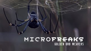 Golden orb weaver spiders Architects of entrapment [upl. by Adelind]