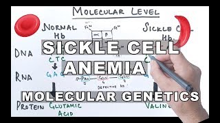 Sickle Cell Anemia  Molecular Mechanism [upl. by Krutz]