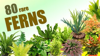 80 FERN SPECIES  HERB STORIES [upl. by Dinsdale]