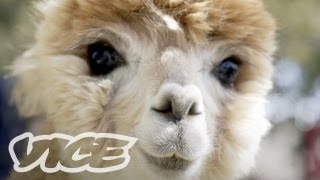 Cute Alpacas  The Cute Show [upl. by Chaker]