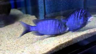 Placidochromis phenochilus mdoka [upl. by Darom]