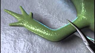 Salamander Limb Regeneration — HHMI BioInteractive Video [upl. by Laoj26]