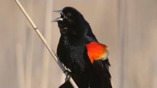 How Nature Works Redwinged Blackbird Display [upl. by Esbensen]