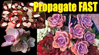 How to Propagate Echeveria PVN  GSwLK [upl. by Enyak]