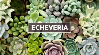 Echeveria Succulents 101  Care Tips amp Unique Traits [upl. by Cobby350]