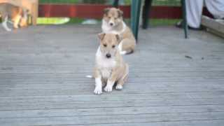 Smooth Collie PUPPIES  5 weeks [upl. by Abdul]