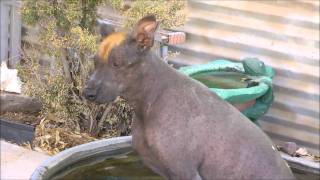 Xoloitzcuintli Mexican hairless dogs Xolos are great pets [upl. by Frayne670]