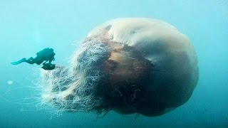 Worlds Biggest Jellyfish [upl. by Einafats]