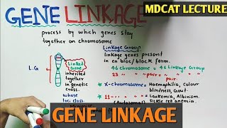 Gene Linkage  Recombination  NMDCAT 2021 [upl. by Atnuahsal534]