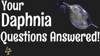 Daphnia Questions Answered [upl. by Adnola412]