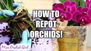 Orchid Care for Beginners  How to repot Phalaenopsis Orchids [upl. by Penny18]