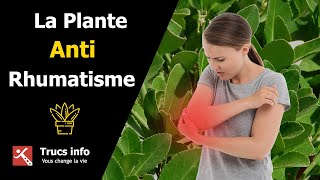 La Plante AntiRhumatismes [upl. by Akirat678]