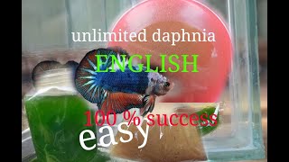 daphnia moina culture Easy way Unlimited production English  with sub Green water Chlorella [upl. by Adnaw]