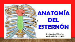 🥇 ANATOMÍA DEL ESTERNÓN Rápida y Sencilla [upl. by Kassey406]