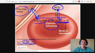 MCAT Question of the Day The Bicarbonate Buffer System [upl. by Fedak559]