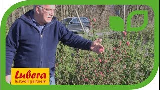 Zierjohannisbeere oder Blutjohannisbeere  Züchtung bei Lubera [upl. by Aicelef634]